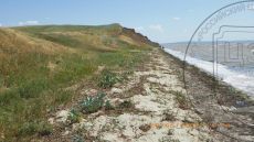 Crambe-maritima_Тамань_стация